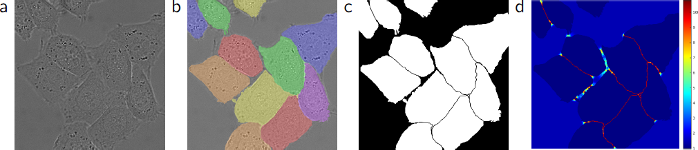 Fig. 3. DIC (differential interference contrast) 현미경으로 기록된 글라스 위의 HeLa 세포. (a) 원 이미지. (b) 실제 세그멘테이션의 오버레이. (c) 생성된 세그멘테이션 마스크 (흰색: 전경, 검은색: 배경). (d) 신경망이 경계 픽셀을 학습하도록 하는 픽셀별 손실 가중치 맵.