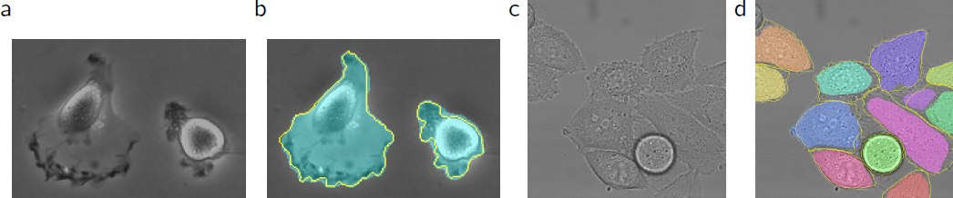 Fig. 4. ISBI 세포 트래킹 챌린지의 결과. (a) "PhC-U373" 데이터 세트의 입력 이미지 일부. (b) 수동으로 그린 실측 값(노랑 경계)과 세그멘테이션 결과(청록색 마스크) (c) "DIC-HeLa" 데이터 세트의 입력 이미지. (d) 수동으로 그린 실측 값(노랑 경계)과 세그멘테이션 결과(무작위 색 마스크).